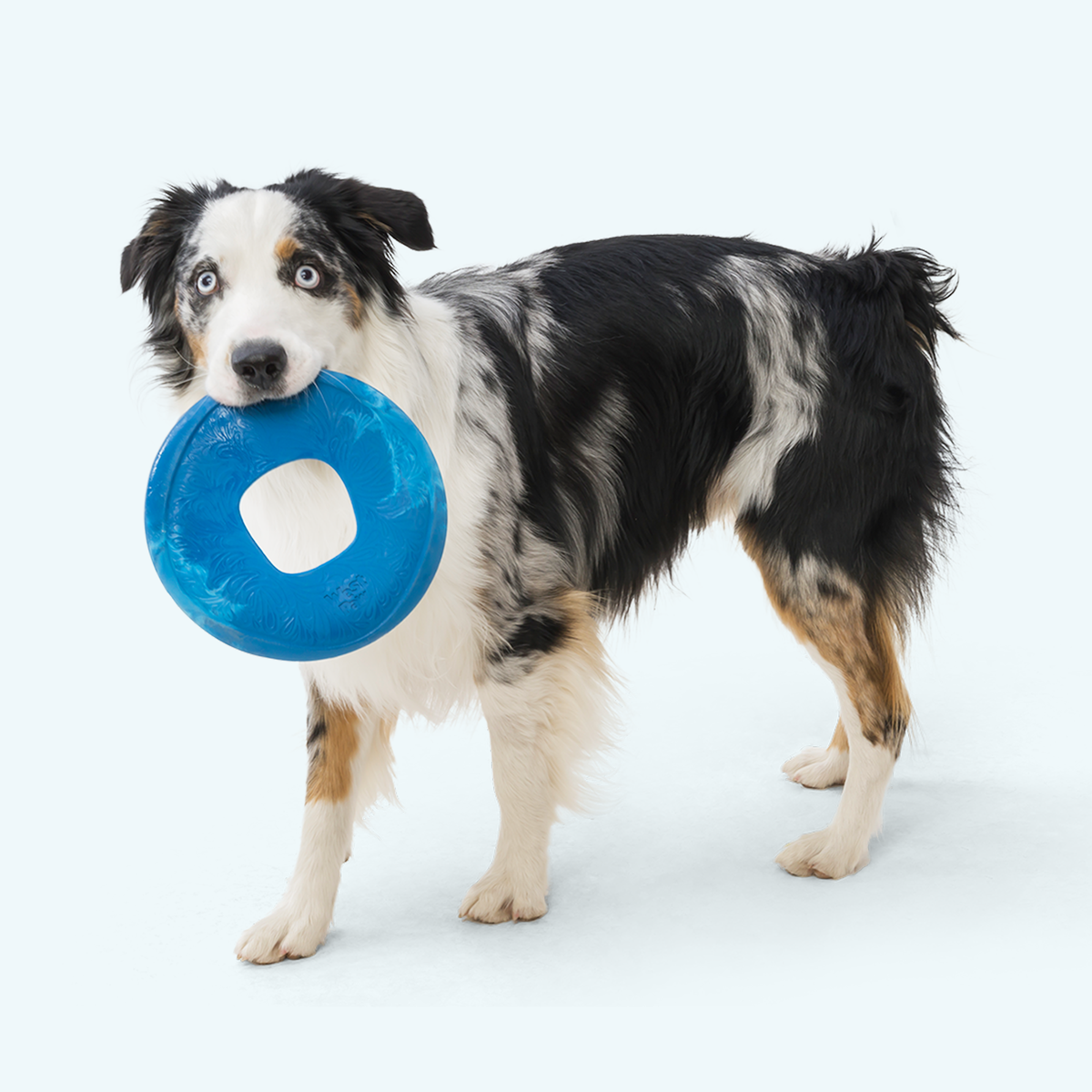 Sailz Disc